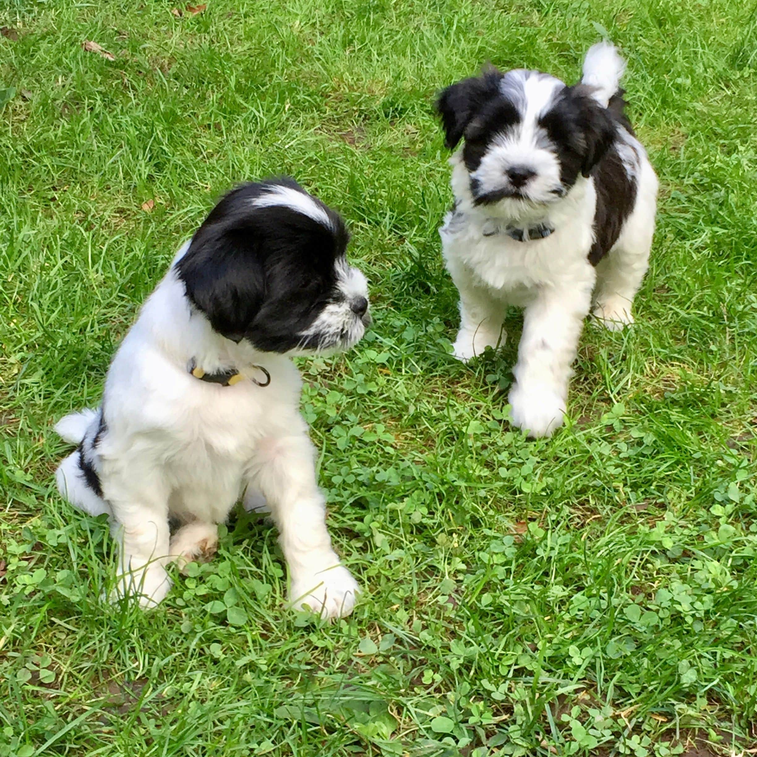 Two black and white Tibetan Terrier puppies