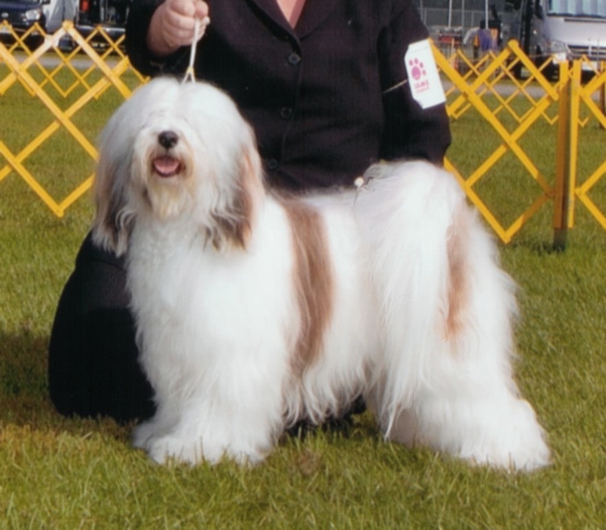 Photo of a sable and white Tibetan Terrier at a dog show