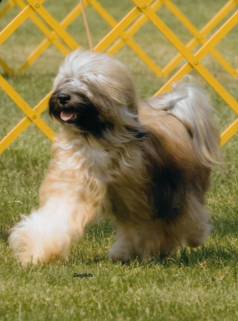 Tibetan Terrier adolescent    in   dog  show ring