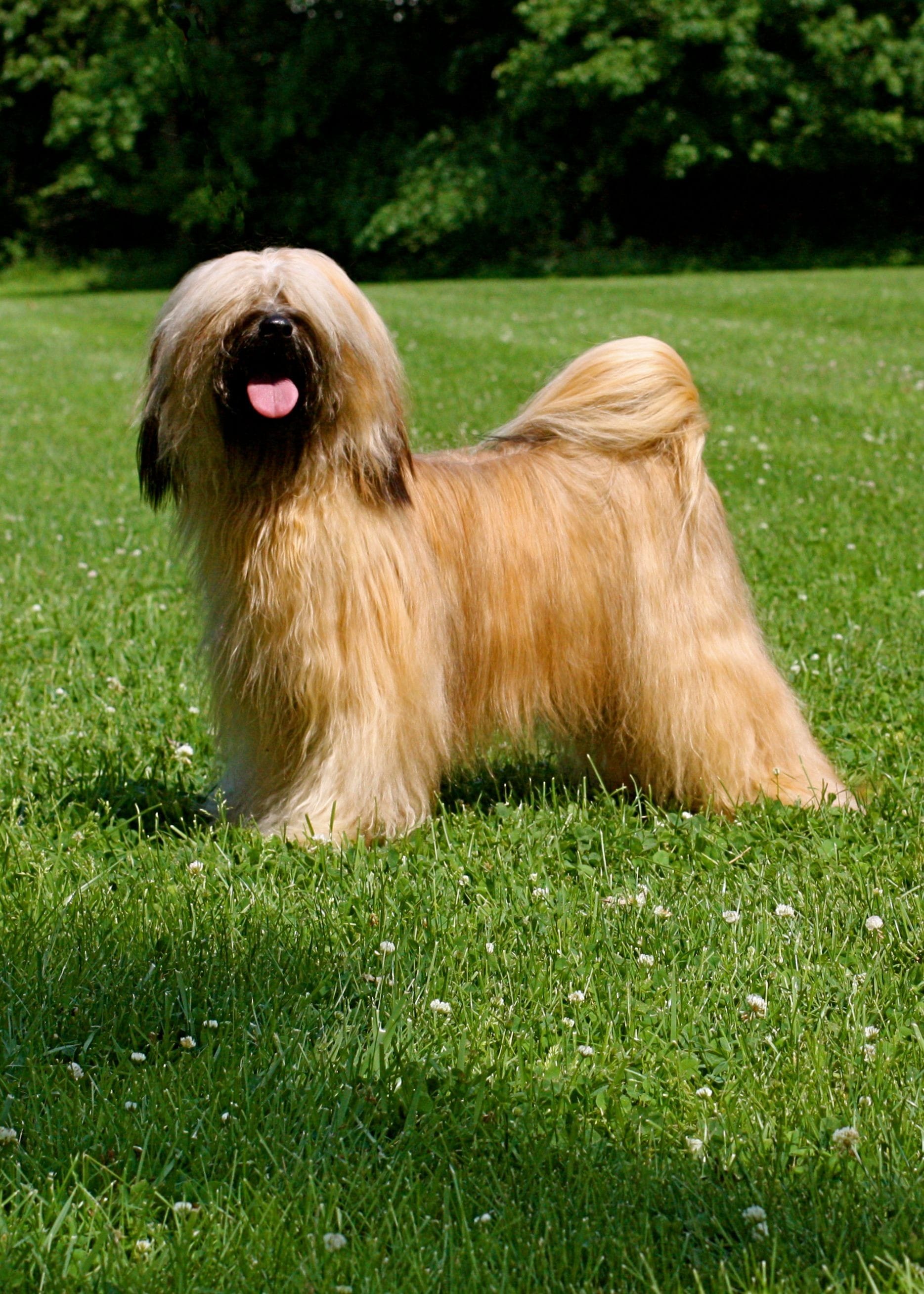 A Tibetan Terrier stands in a field of clover