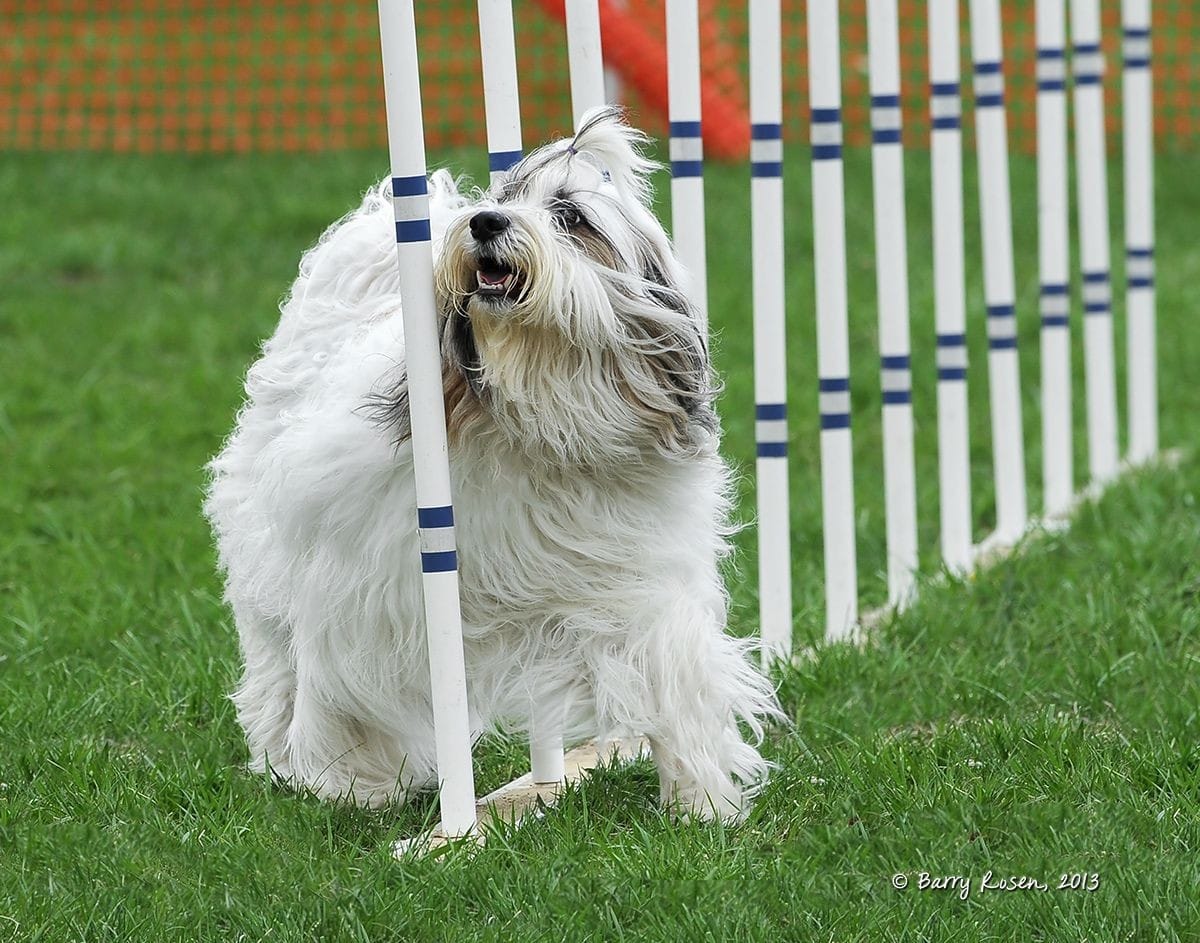 White and sable Tibetan Terrier in agility weave poles