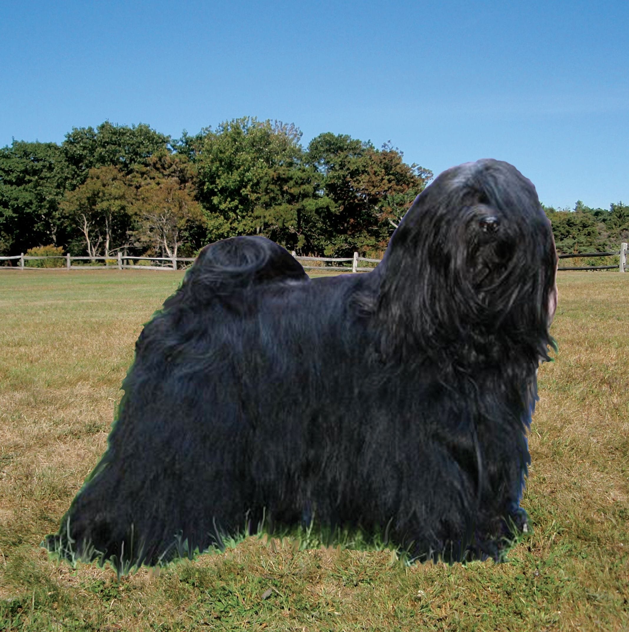 A solid black tibetan terrier in full coat stands alone in a field